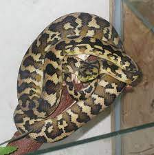 2016 irian jaya carpet python