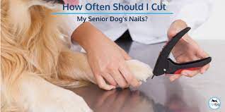 how often should i cut my senior dog s