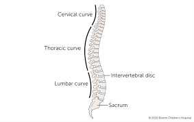 This post provides a simple example on backbone.js routers, models and collections and views. Spine Problems Boston Children S Hospital