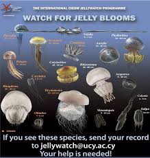 Researchers Asking Public To Spot A Jellyfish Jellyfish