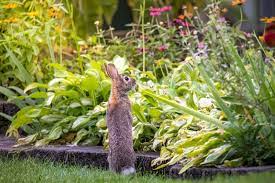 keep rabbits out of your garden