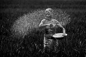 Image result for farmer sowing
