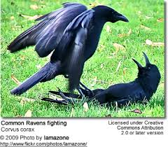The raven from poe's poem. Common Raven Beauty Of Birds