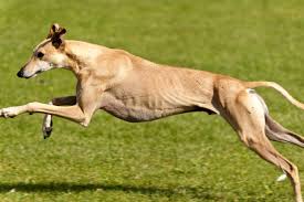 Founded in 1983, we are dedicated to placing greyhounds and other dogs in responsible, loving adoptive homes, as well as educating the public about the greyhound breed and generally promoting animal welfare through. The Greyhound The Perfect Canine Running Machine American Kennel Club
