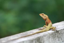 8 scents that lizards and how to