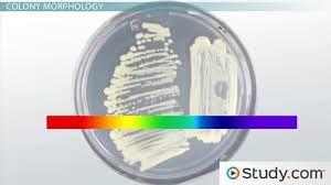 Bacterial Colony Morphology Characteristics Definition