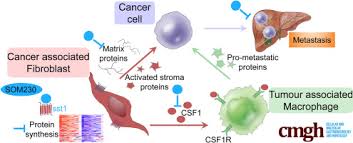 pancreatic cancer associated fibroblast