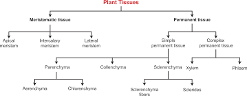 Explain Thefy Types And Also Subtypes Of Plant Tissues Also