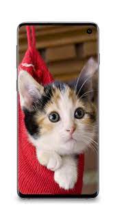 Cute cat wallpapers HD for Android ...