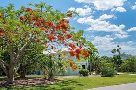 Discover 21 different flowering trees for your landscape. Flowering Trees Are Blooming In Florida