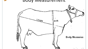 How To Weigh Cattle Buffaloes And Calves Youtube
