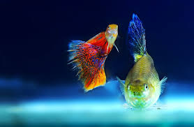 14 Awesome Guppy Tank Mates Compatibility Guide