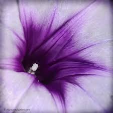 sweet potato flowers