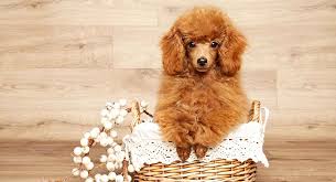 miniature poodle dog breed traits care
