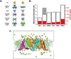 bacterial sodium channel selectivity