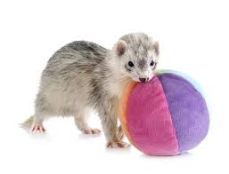 best toys for pet ferrets