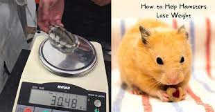 help hamsters lose weight