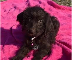 Finally, our healthy, adorable pups are available in every state—including ohio. View Ad Labradoodle Puppy For Sale Near Ohio Coshocton Usa Adn 188555