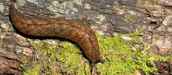 Snails And Slugs Te Ara Encyclopedia Of New Zealand