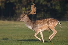 Buck, in zoology, the male of several animals, among them deer (except the sika and red deer, males of which are called stags), antelopes, goats the names of many antelopes contain the term buck Exotic Animal Park Bama Bucks Steakhouse Wild Game Restaurant Exotic Animal Park