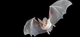 the big eared california leaf nosed bat