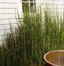 Some species need moisture and water while others are quite tolerant of drought. How To Trim A Horsetail Plant Horsetail Reed Plants Snake In The Grass
