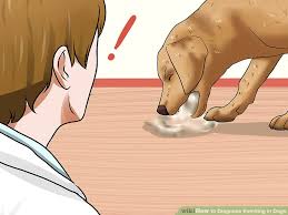 How To Diagnose Vomiting In Dogs 9 Steps With Pictures