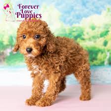 mini poodle puppy adopted in miami