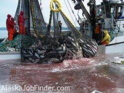 Major fish processing operations are located at sand point, king cove. Alaska Commercial Salmon Fisheries Jobs Alaskajobfinder
