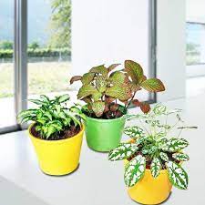 indoor plants best singapore florist