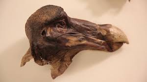Официальный канал компании dodo brands. Murder Most Fowl Forensic Scan Shows The Legendary Oxford Dodo Was Shot Smart News Smithsonian Magazine