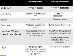 Photosynthesis And Cellular Respiration Ppt Download