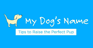 dog name generator find the perfect