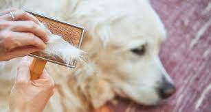The most common source of allergic hair. Why Is My Old Dog Losing Hair Common Causes And Solutions Bechewy