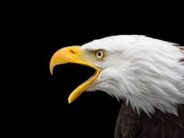 Image result for shamed eagle