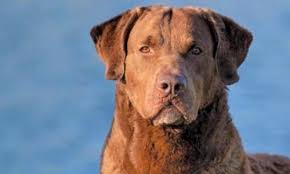 Breeders of quality ckc registered labrador retrievers and chesapeake bay retrievers. Hank Earns Best In Show Master Hunter Purina Pro Club