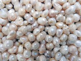 Freshwater Pearl Farming The Ins And Outs Tps Blog