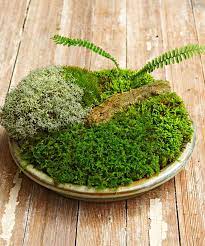 How To Make A Moss Dish Garden