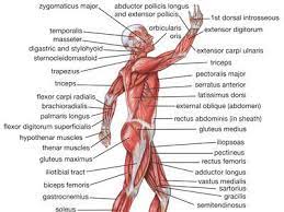 Anatomists name the skeletal muscles according to a number of criteria, each of which describes the muscle in some way. Human Muscle System Functions Diagram Facts Britannica