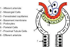 1 Schematic Diagram Of A Glomerulus