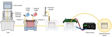 introduction to protein electropsis