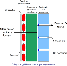 Glomerular Filtration Barriers