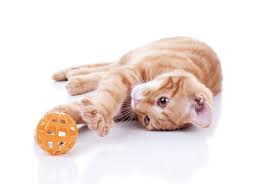 8 easy diy cat toys cat toy safety
