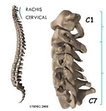 A cervical spinal cord injury prognosis is serious and includes paralysis. Schema Du Rachis Cervical Dans La Colonne Cervicale En Vue Sagittale Download Scientific Diagram