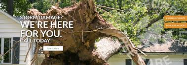You should, however, know that not all requests to remove trees will be approved. Tree Removal Marion County Indiana 24 Hour Tree Service Indianapolis In Call 317 519 2192