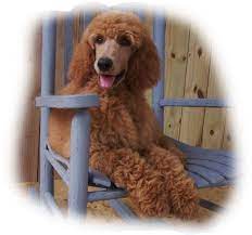 standard poodle puppies