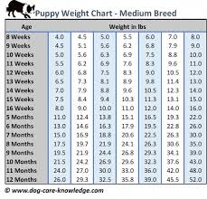 Puppy Weight Chart For Medium Size Breed Dogs
