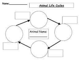 Animal Life Cycle Chart