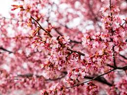 cherry tree blossoms royalty free photo