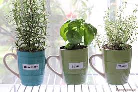 Windowsill Herb Garden For Beginners